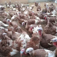 بوقلمون محلی|حیوانات مزرعه|دهگلان, |دیوار