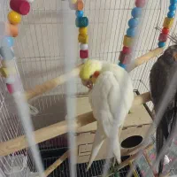 عروس هلندی بالغ|پرنده|رباط‌کریم, رباط‌کریم|دیوار