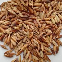 بذر شالتوک