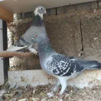 کبوتر تزیینی درجه یک فروش و معاوضه|پرنده|رشت, پیرکلاچای|دیوار