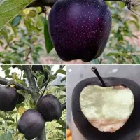 نهال زردالو درجه یک وبادام  گردو