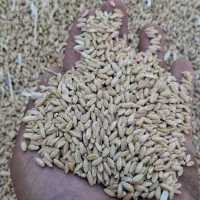 فروش گندم دیم کیفیت برابر گندم آبی