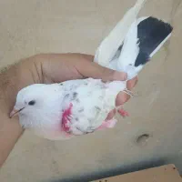 چهارتا گرفتنی امروز سمت ورامین داخل موتور آب