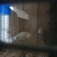 کوتوله مارال جفت شده وجوانه|پرنده|فسا, |دیوار