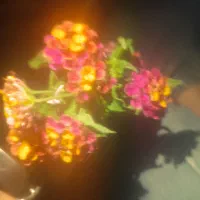 تراکت پخش کن