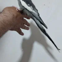 جفت عروس هلندی|پرنده|میاندوآب, |دیوار