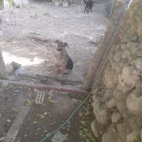 سگ  دورگ نگهبان