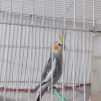 عروس هلندی نر ۸ ماهه|پرنده|مشهد, توس فردوسی|دیوار