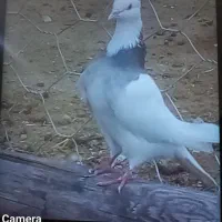 کبوتر گشتی|پرنده|سرپل ذهاب, |دیوار