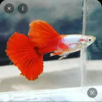 ماهی گوپی. فنچ وکوتوله و کفتر زاجر