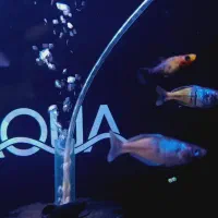 رینبو بوسمانی صیدی|ماهی|کرمان, |دیوار