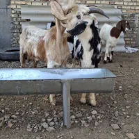 بز پاکستانی از تکه درآمده ودوبزغاله دقلو چاق|حیوانات مزرعه|گنبد کاووس, |دیوار