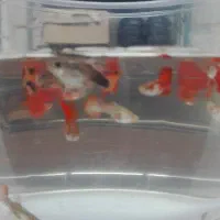 ماهی کوپی کوی