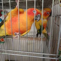 جفت خورشیدی سانکانور