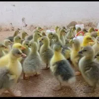 جوجه غاز محلی یک هفته ای گیاهخوار درسقز