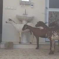 8عدد بز نقشی صلاله مخصوص داشت آبستن دوقلو زا|حیوانات مزرعه|بندرعباس, |دیوار