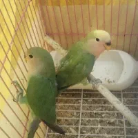 کوتوله تقریبا دستی