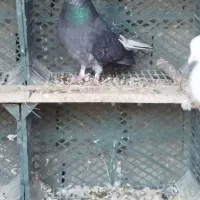 کبوتر