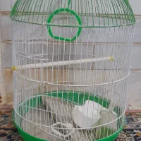 قفس پرنده