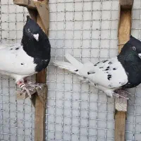 جفت کله سیاه|پرنده|مرودشت, فاز دوم شهرک فرهنگیان|دیوار