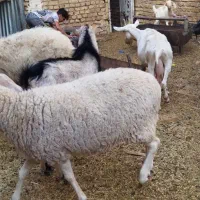 میش لاکن وشال وافشاروبره چاق دورگ غزل|حیوانات مزرعه|اردکان, |دیوار