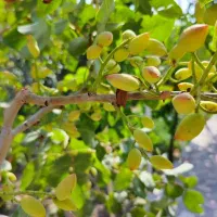 ویلا اماده و تکمیل نزدیکی تبریز