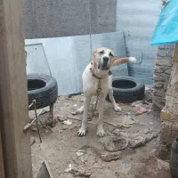 سگ نگهبان|سگ|مشهد, گرجی علیا|دیوار