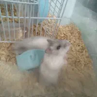 همستر سفید و مشکی|موش و خرگوش|تهران, خواجه نصیر طوسی|دیوار