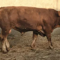 گوساله