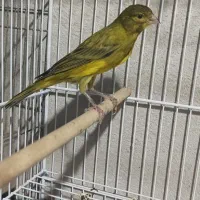 دو عدد قناری سبز چمنی ماده آماده اماده