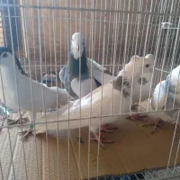 ۲۲عدد‌کبوتر‌جفت‌۴۸۰هزار|پرنده|چناران, |دیوار