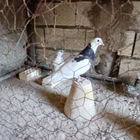 طوقی ۱۰۰|پرنده|خمینی‌شهر, |دیوار