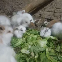 واگذاریه|موش و خرگوش|ساوه, |دیوار