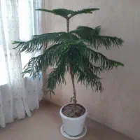 گل مطبق سرحال