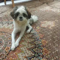 واگذاری سگ شیتزو ماده