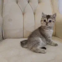 گربه بریتیش