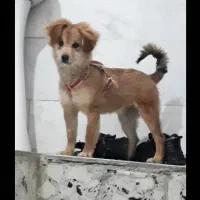 سگ پاکوتاه نژاد اشپترز