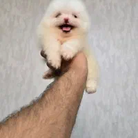 توله پامر و پودل