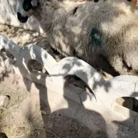 بره  نره سفید سالم6ماه 3تا