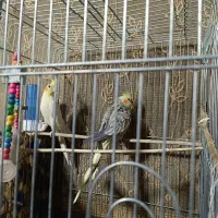 عروس هلندی|پرنده|سراوان, |دیوار