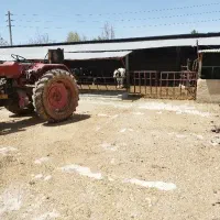استخدام کارگر گاوداری با محل سکونت
