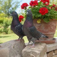 کفترهای پرشی آسمون خراش