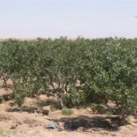 زمین-پسته-ای-زمین-کشاورزی