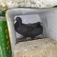 یک جفت پلاکی زاغ|پرنده|شهرضا, |دیوار