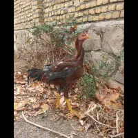 پرندگان زینتی با فرآورده های پر خواص|حیوانات مزرعه|مشهد, سجاد شهر|دیوار