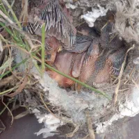 جوجه قناری دوم زرد