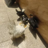 مرغ و خروس