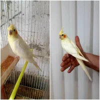 عروس هلندی و مرغ عشق|پرنده|کنارک, |دیوار