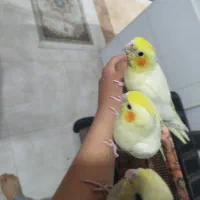 عروس هلندی|پرنده|کمیجان, |دیوار