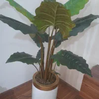 گل مصنوعی بابا آدم نو